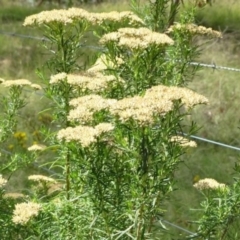 Cassinia longifolia at Greenway, ACT - 22 Feb 2017