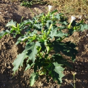 Datura stramonium at Greenway, ACT - 22 Feb 2017