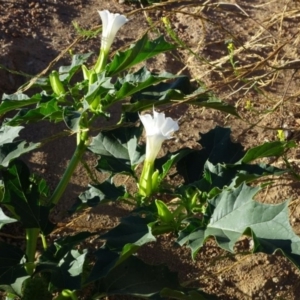 Datura stramonium at Greenway, ACT - 22 Feb 2017