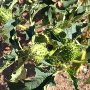 Datura stramonium at Greenway, ACT - 22 Feb 2017 09:07 PM