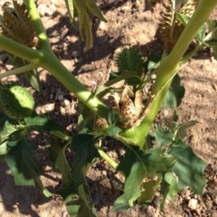 Datura stramonium at Greenway, ACT - 22 Feb 2017