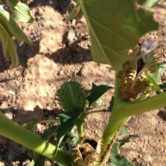 Datura stramonium at Greenway, ACT - 22 Feb 2017 09:07 PM