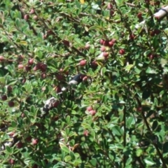 Cotoneaster rotundifolius at Greenway, ACT - 22 Feb 2017