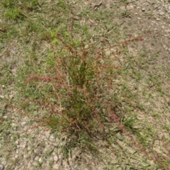 Rumex brownii (Slender Dock) at Greenway, ACT - 22 Feb 2017 by SteveC