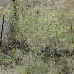 Foeniculum vulgare at Greenway, ACT - 21 Aug 2016