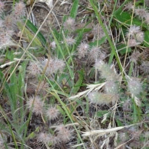 Trifolium arvense var. arvense at Greenway, ACT - 22 Feb 2017