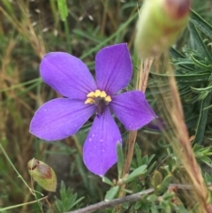 Cheiranthera linearis at Nanima, NSW - 23 Nov 2016 10:27 AM