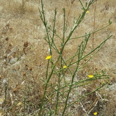 Chondrilla juncea (Skeleton Weed) at Isaacs Ridge - 24 Feb 2017 by Mike