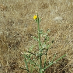 Chondrilla juncea at Isaacs Ridge - 24 Feb 2017