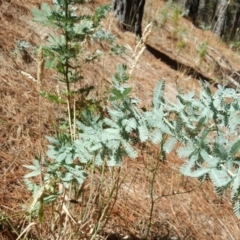 Acacia baileyana at Isaacs, ACT - 24 Feb 2017