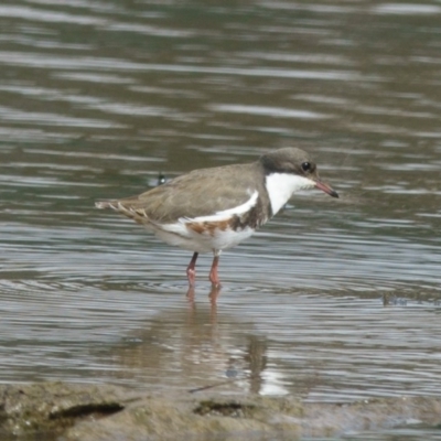 Erythrogonys cinctus (Red-kneed Dotterel) at Gungahlin, ACT - 24 Feb 2017 by CedricBear