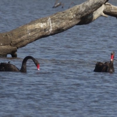 Cygnus atratus (Black Swan) at Gungahlin, ACT - 23 Feb 2017 by CedricBear