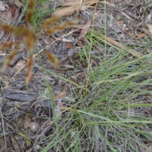 Sorghum leiocladum at Greenway, ACT - 22 Feb 2017