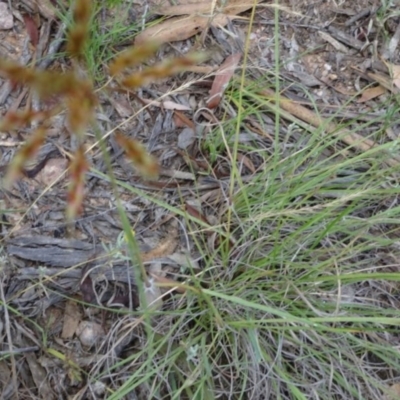 Sorghum leiocladum (Wild Sorghum) at Greenway, ACT - 22 Feb 2017 by SteveC