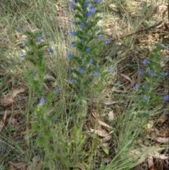 Echium plantagineum (Paterson's Curse) at Greenway, ACT - 22 Feb 2017 by SteveC