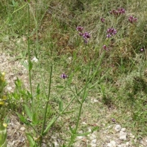 Verbena incompta at Greenway, ACT - 22 Feb 2017