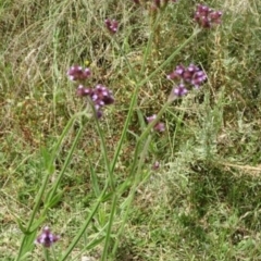 Verbena incompta at Greenway, ACT - 22 Feb 2017 06:19 PM