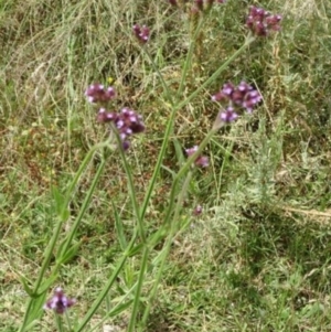 Verbena incompta at Greenway, ACT - 22 Feb 2017 06:19 PM