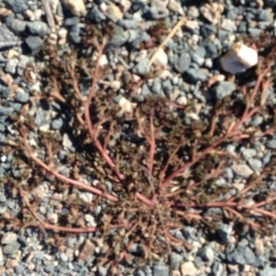 Portulaca oleracea (Munyeroo ,Pigweed, Purslane) at Greenway, ACT - 22 Feb 2017 by SteveC