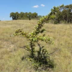 Pyracantha angustifolia at Greenway, ACT - 22 Feb 2017