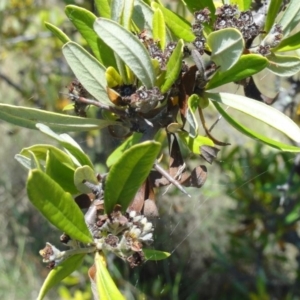 Pyracantha angustifolia at Greenway, ACT - 22 Feb 2017