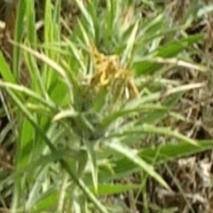 Carthamus lanatus at Greenway, ACT - 22 Feb 2017