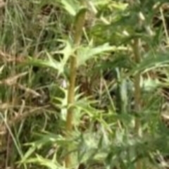 Carthamus lanatus at Greenway, ACT - 22 Feb 2017 07:42 PM