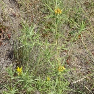 Carthamus lanatus at Greenway, ACT - 22 Feb 2017