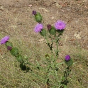 Cirsium vulgare at Greenway, ACT - 22 Feb 2017 08:11 PM