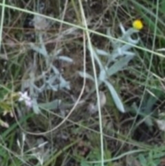 Chrysocephalum apiculatum (Common Everlasting) at Greenway, ACT - 22 Feb 2017 by SteveC