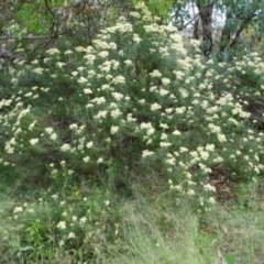 Cassinia longifolia (Shiny Cassinia, Cauliflower Bush) at Greenway, ACT - 22 Feb 2017 by SteveC