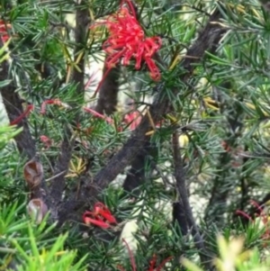 Grevillea juniperina subsp. fortis at Greenway, ACT - 22 Feb 2017 07:33 PM