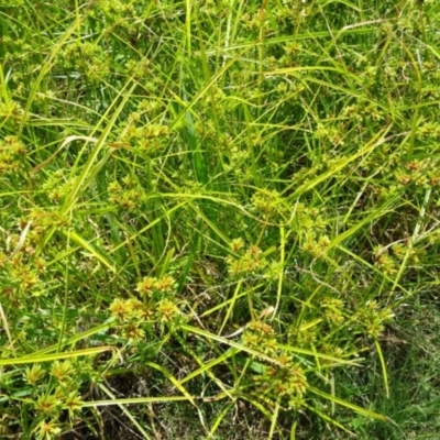 Cyperus eragrostis (Umbrella Sedge) at Greenway, ACT - 22 Feb 2017 by SteveC