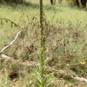 Verbascum thapsus subsp. thapsus at Greenway, ACT - 10 Jul 2016