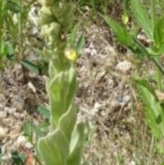 Verbascum thapsus subsp. thapsus at Greenway, ACT - 10 Jul 2016 05:06 PM