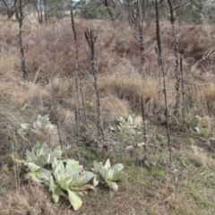 Verbascum thapsus subsp. thapsus at Greenway, ACT - 10 Jul 2016