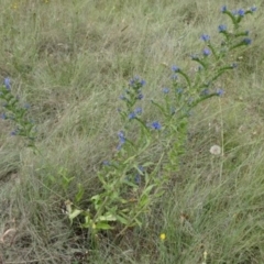 Echium plantagineum (Paterson's Curse) at Greenway, ACT - 24 Feb 2017 by SteveC