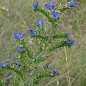 Echium plantagineum at Greenway, ACT - 24 Feb 2017 06:37 PM