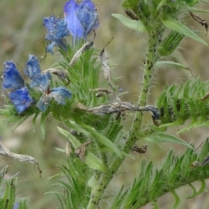 Echium plantagineum at Greenway, ACT - 24 Feb 2017 06:37 PM