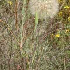 Tragopogon dubius (Goatsbeard) at Greenway, ACT - 22 Feb 2017 by SteveC