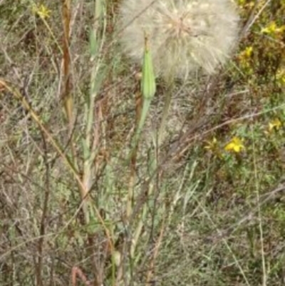 Tragopogon dubius (Goatsbeard) at Greenway, ACT - 22 Feb 2017 by SteveC