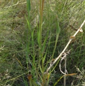 Tragopogon dubius at Greenway, ACT - 22 Feb 2017