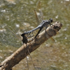 Orthetrum caledonicum (Blue Skimmer) at Gordon, ACT - 23 Feb 2017 by JohnBundock