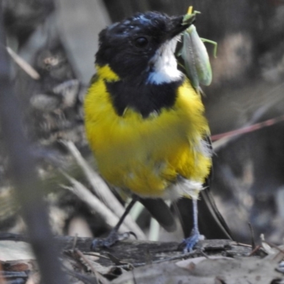 Pachycephala pectoralis (Golden Whistler) at Paddys River, ACT - 21 Feb 2017 by JohnBundock