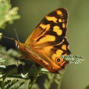 Heteronympha banksii at Paddys River, ACT - 22 Feb 2017