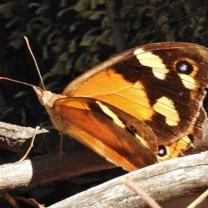 Heteronympha merope at Paddys River, ACT - 21 Feb 2017 11:33 AM