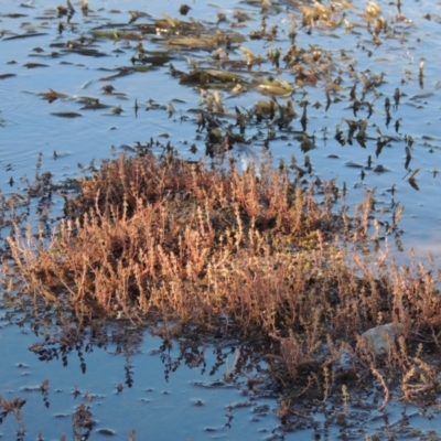 Myriophyllum verrucosum (Red Water-milfoil) at Greenway, ACT - 22 Feb 2017 by MichaelBedingfield