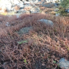 Myriophyllum verrucosum at Greenway, ACT - 22 Feb 2017