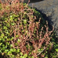 Myriophyllum verrucosum (Red Water-milfoil) at Greenway, ACT - 22 Feb 2017 by michaelb