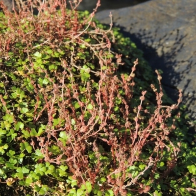 Myriophyllum verrucosum (Red Water-milfoil) at Greenway, ACT - 22 Feb 2017 by MichaelBedingfield